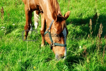 Brown horse eating fresh grass at meadow