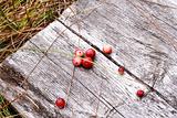 Few red cranberries on whethered wood bench