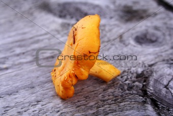 Picked chanterelle laying on whethered wood bench