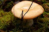 Mushroom growing between lawn in deep forest