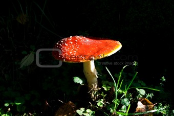 Mushroom growing between lawn in deep forest