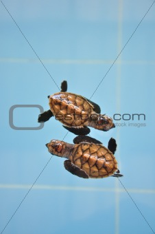 Two turtle