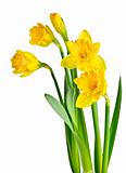 Spring yellow daffodils