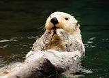 Arctic white otter