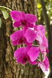 Orchid  on tree 