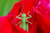 green grasshopper bloom