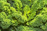 green kale 