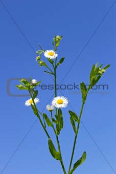 Plant of daisies