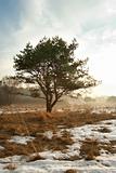 Spring landscape with a pine tree in the morning, Russia