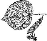 Leaf of linden tree