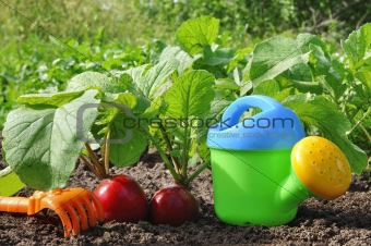 Garden radish and watering can