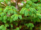 Green fir branch