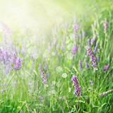 Lavender field background