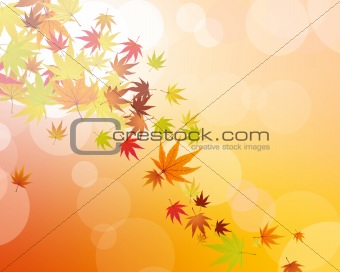 maples leaves