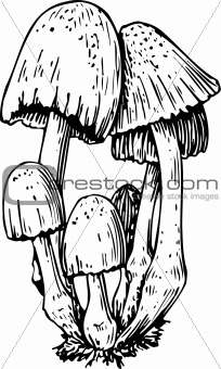 Fungus Illustration