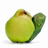 quince fruit