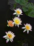 Lotus Flowers On Water