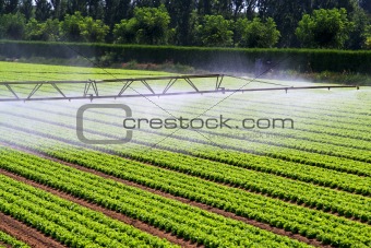 Irrigation water mist