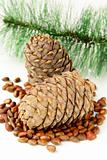 pine nuts, with cedar cones and fir tree in the background