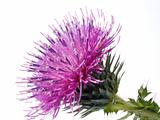 Cotton Thistle flower isolated on white