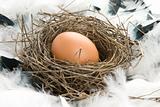 nest with egg