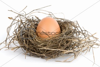 nest with egg