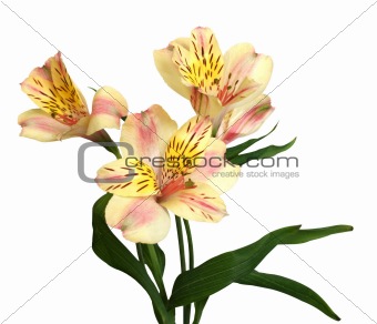 yellow orchidr isolated on white