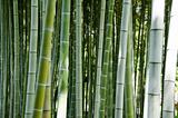 Green bamboo forest background