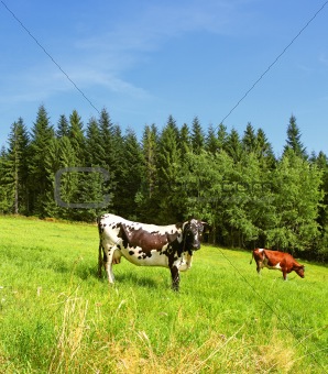 Cows on a green hill