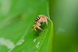 jumping spider in green nature