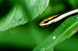 little snake in green nature 