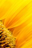 Sunflower petals