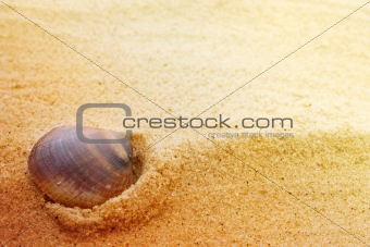 Sea shell on fine sand