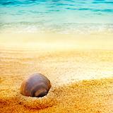 Sea shell on fine sand