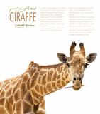 Close up of giraffe