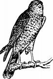 Bird accipiter nisus