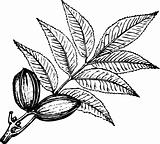 Plant carya illinoensis