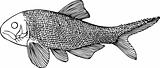 Fish amblipterus