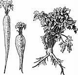 Plant petroselinum