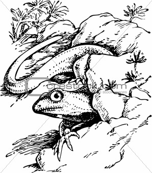 Lizard procolophonia