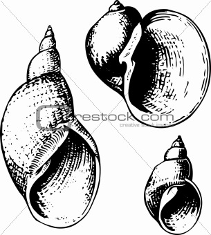 Seashells lymnaeidae