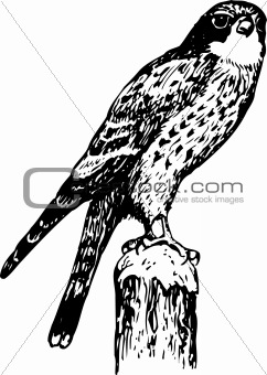Bird cerchneis tinnunculus