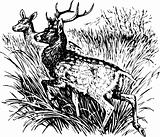 Deer cervus nippon