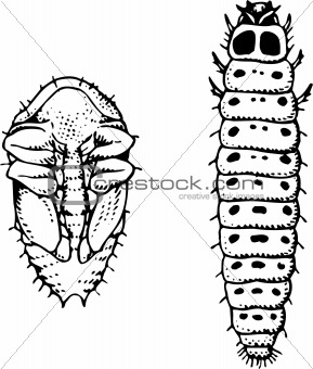 Larva and worm meligethes aeneus