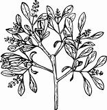 Plant loranthus