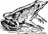 Frog rhinodermatinae