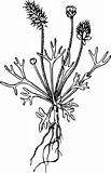 Plant ceratocephala