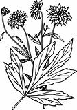 Plant rudbeckia
