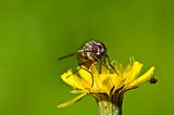 One big fly and one small fly on a yellow flower