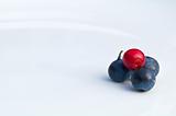 Cranberry and blue berries on a white plate